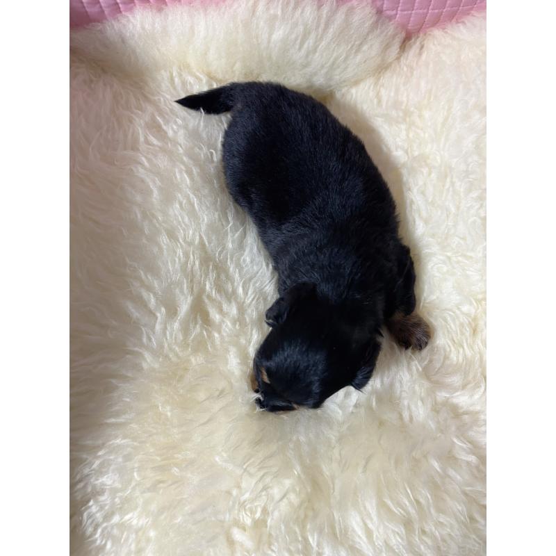 販売中の愛知県のチワックス:チワワ×ミニチュアダックスフンド-442824の6枚目