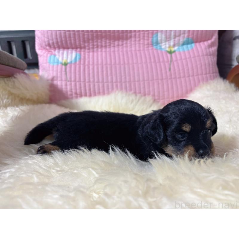 販売中の愛知県のチワックス:チワワ×ミニチュアダックスフンド-442824の5枚目