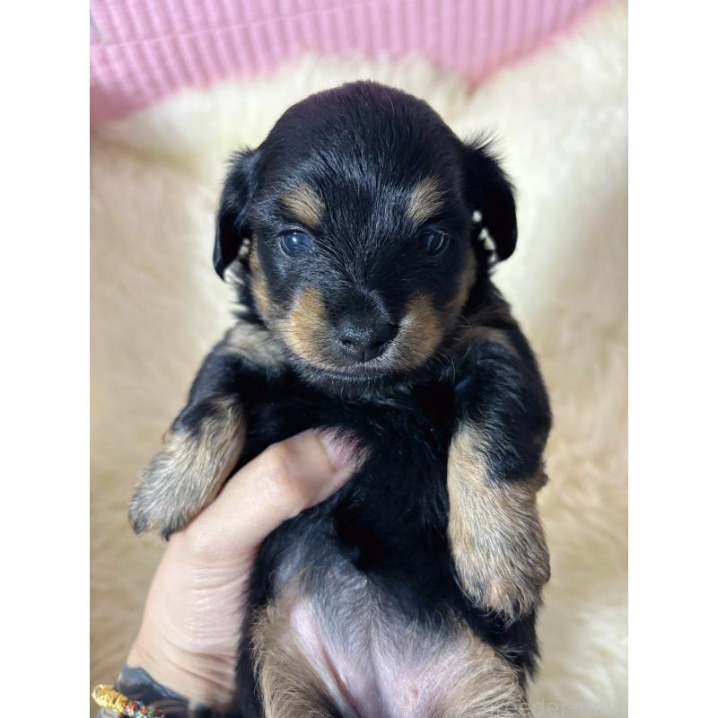 販売中の愛知県のチワックス:チワワ×ミニチュアダックスフンド-442824の4枚目