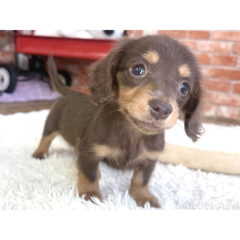 販売中の神奈川県のカニンヘンダックスフンド(ロングヘアード)-442823の5枚目