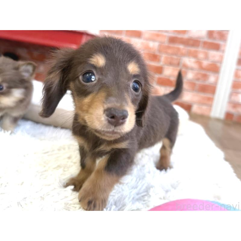 販売中の神奈川県のカニンヘンダックスフンド(ロングヘアード)-442823の3枚目