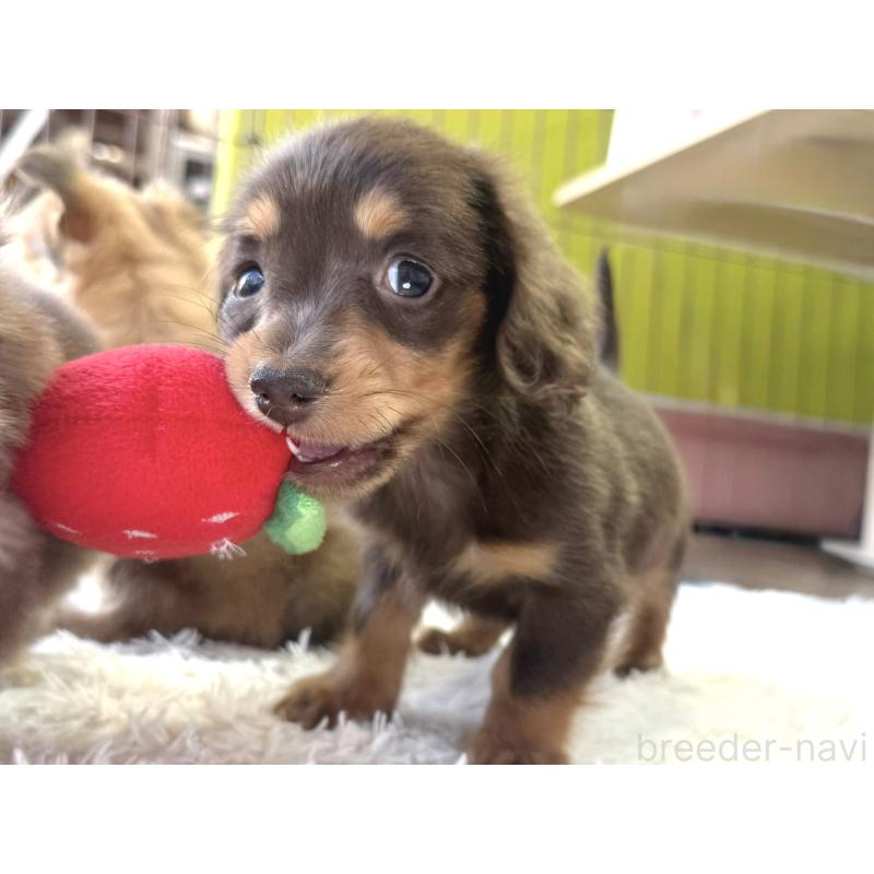 販売中の神奈川県のカニンヘンダックスフンド(ロングヘアード)-442823の2枚目