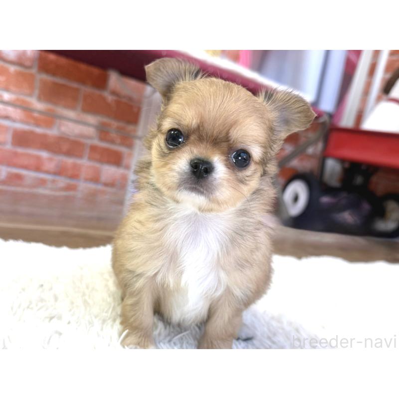 販売中の神奈川県のチワワ(ロングコート)-442826の5枚目