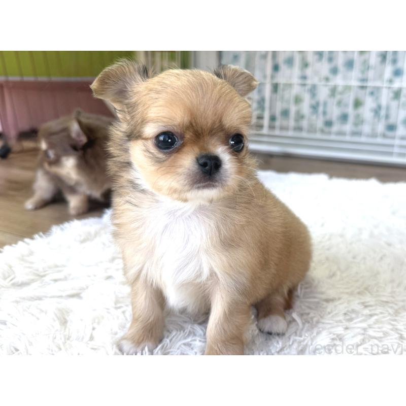 販売中の神奈川県のチワワ(ロングコート)-442826の4枚目