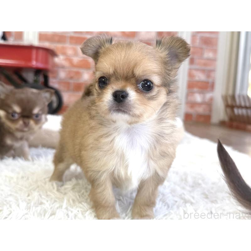 販売中の神奈川県のチワワ(ロングコート)-442826の3枚目