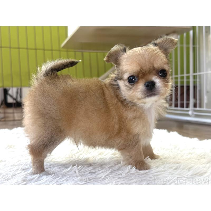 販売中の神奈川県のチワワ(ロングコート)-442826の2枚目