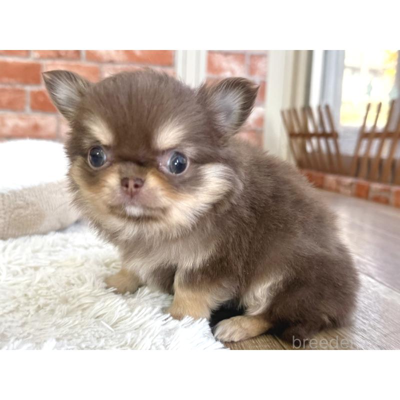 販売中の神奈川県のチワワ(ロングコート)-442827の5枚目