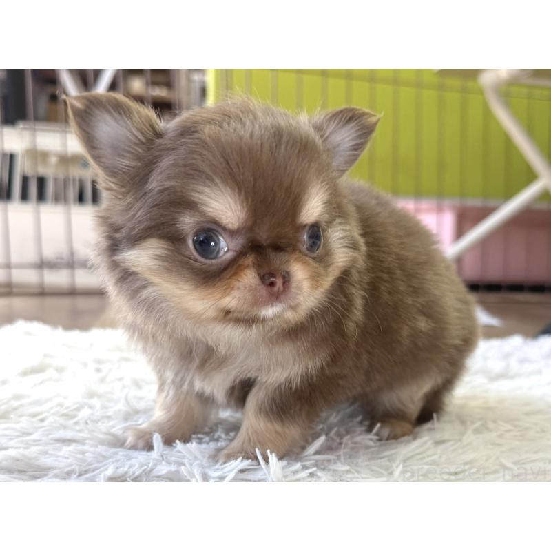 販売中の神奈川県のチワワ(ロングコート)-442827の4枚目