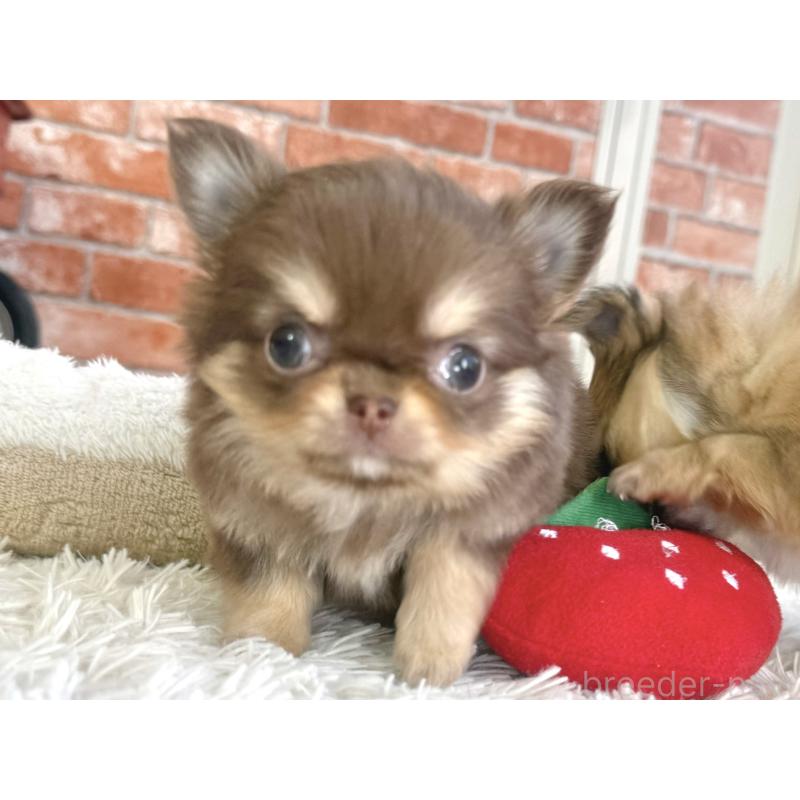 販売中の神奈川県のチワワ(ロングコート)-442827の3枚目