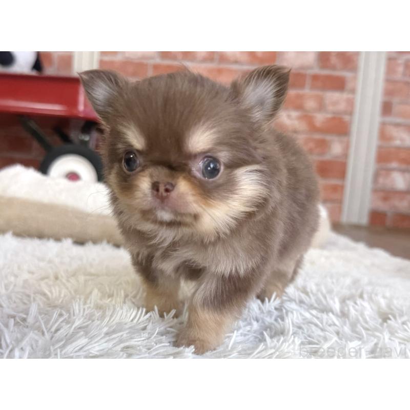 販売中の神奈川県のチワワ(ロングコート)-442827の2枚目