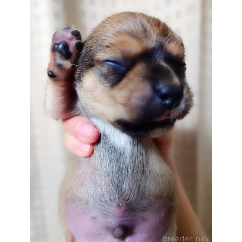 販売中の北海道のミックス犬-440844の18枚目