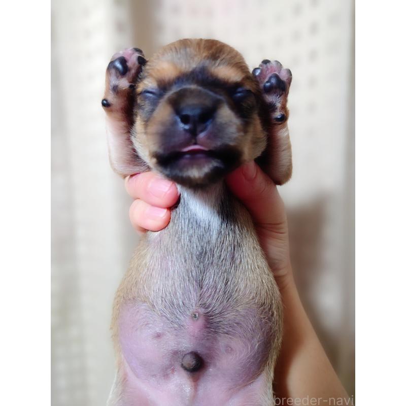 販売中の北海道のミックス犬-440844の17枚目