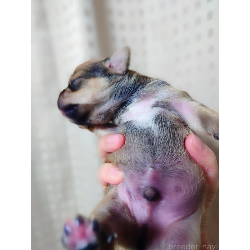 販売中の北海道のミックス犬-440844の16枚目