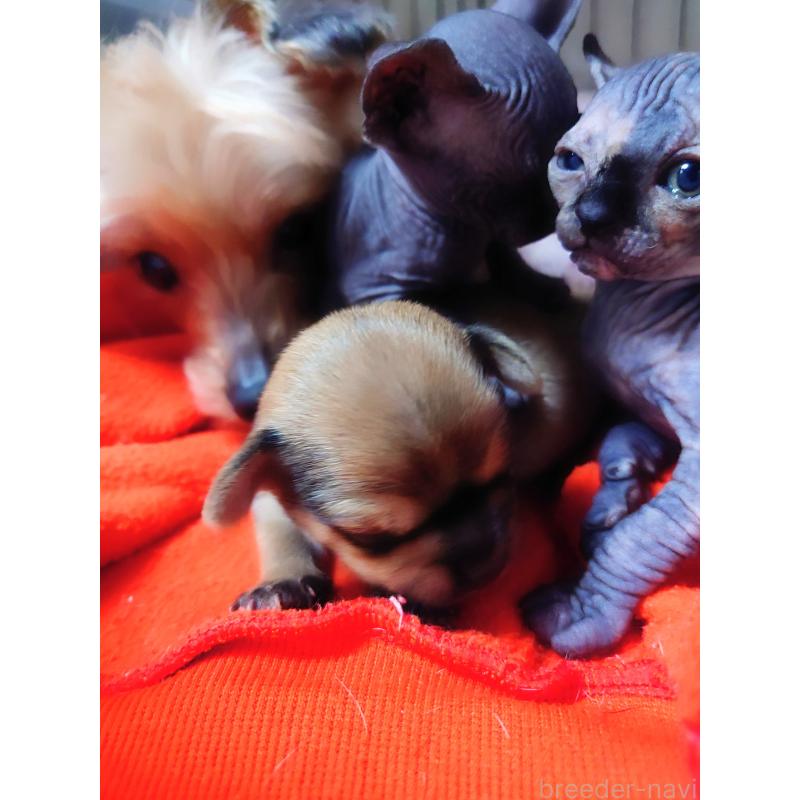 販売中の北海道のミックス犬-440844の15枚目