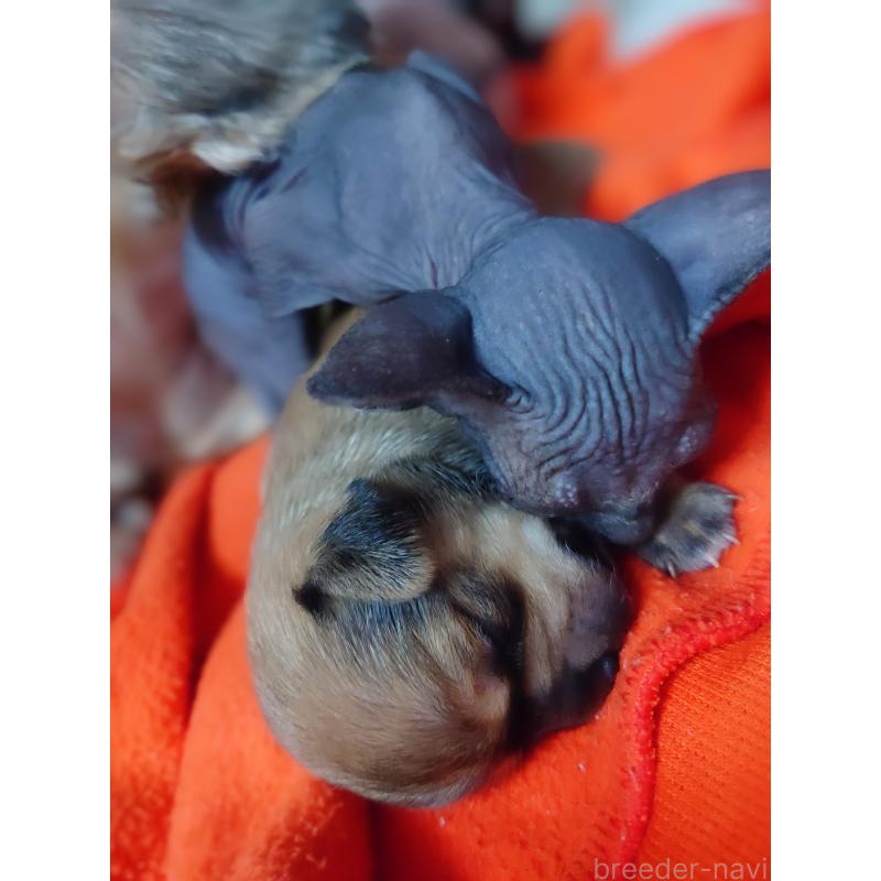 販売中の北海道のミックス犬-440844の14枚目