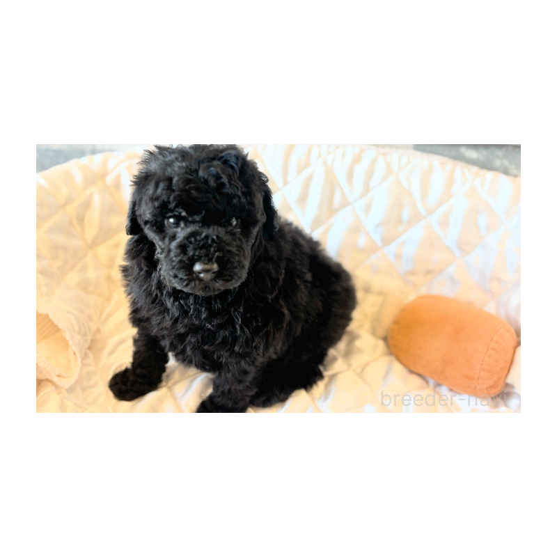 販売中の埼玉県のトイプードル-442828の8枚目