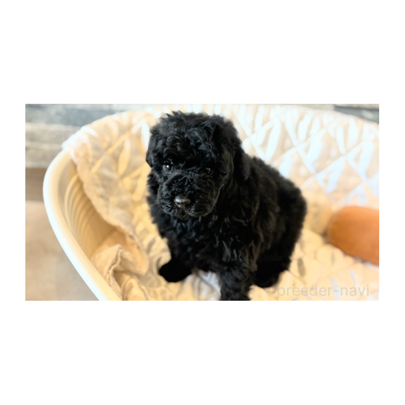 販売中の埼玉県のトイプードル-442828の7枚目