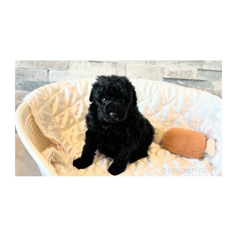 販売中の埼玉県のトイプードル-442828の6枚目