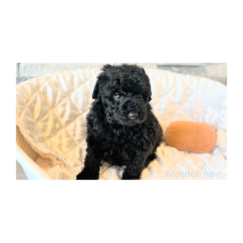 販売中の埼玉県のトイプードル-442828の5枚目