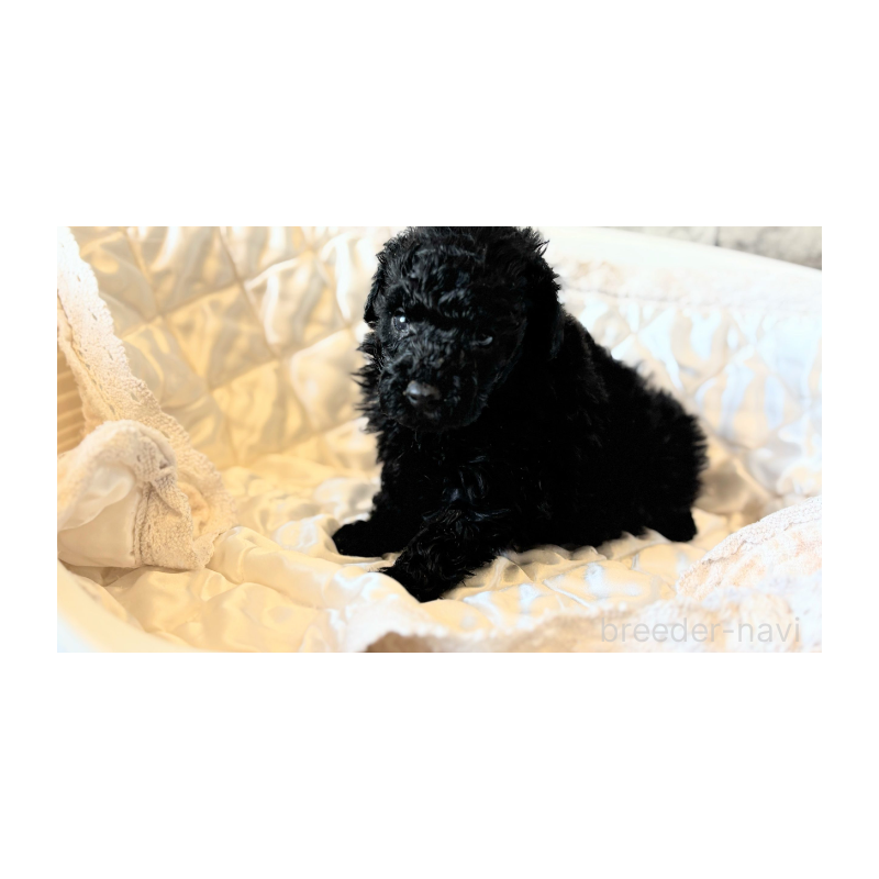 販売中の埼玉県のトイプードル-442828の4枚目