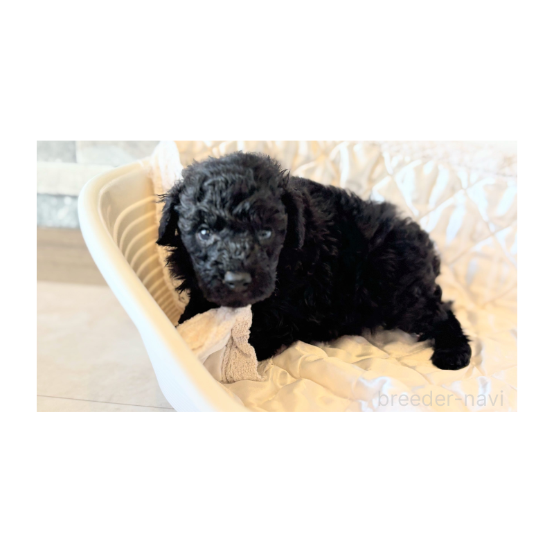 販売中の埼玉県のトイプードル-442828の3枚目