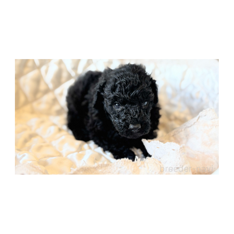 販売中の埼玉県のトイプードル-442828の2枚目