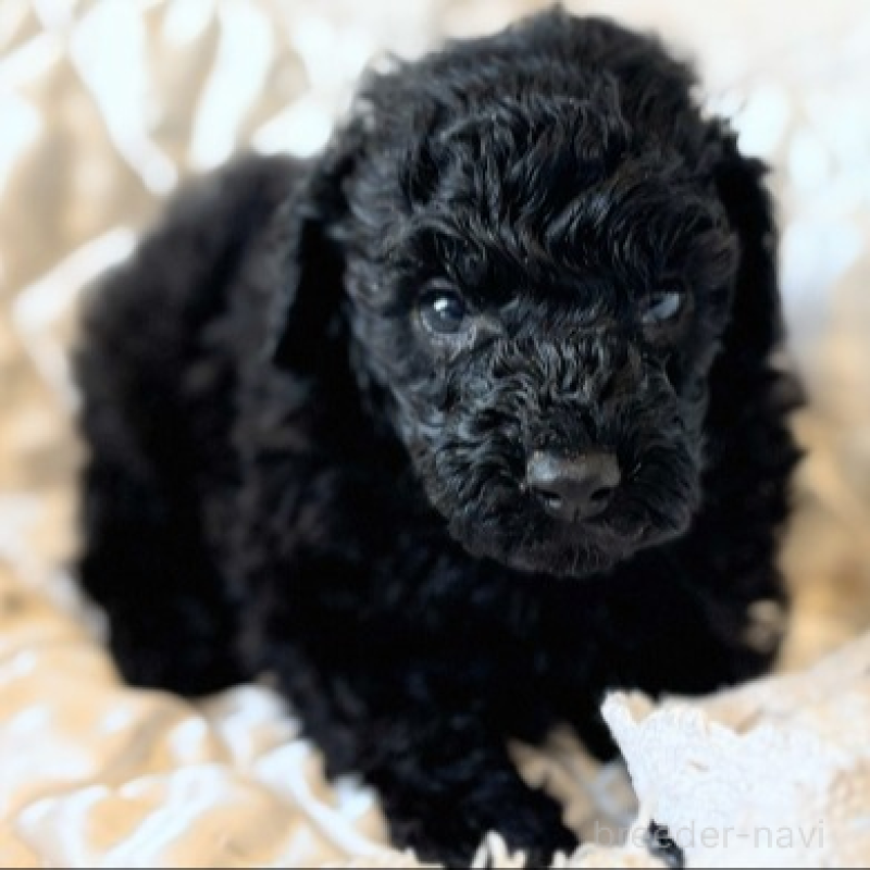 販売中の埼玉県のトイプードル-442828