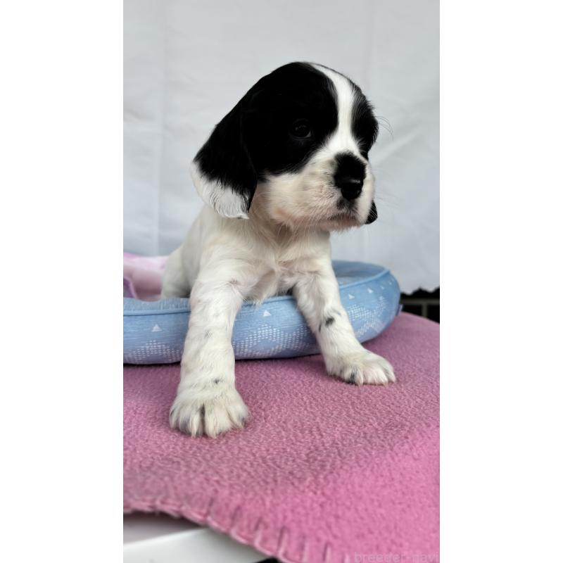 販売中の茨城県のイングリッシュコッカースパニエル-442829の5枚目