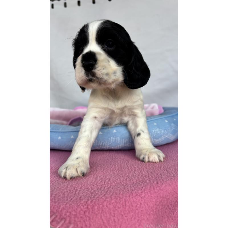 販売中の茨城県のイングリッシュコッカースパニエル-442829の4枚目