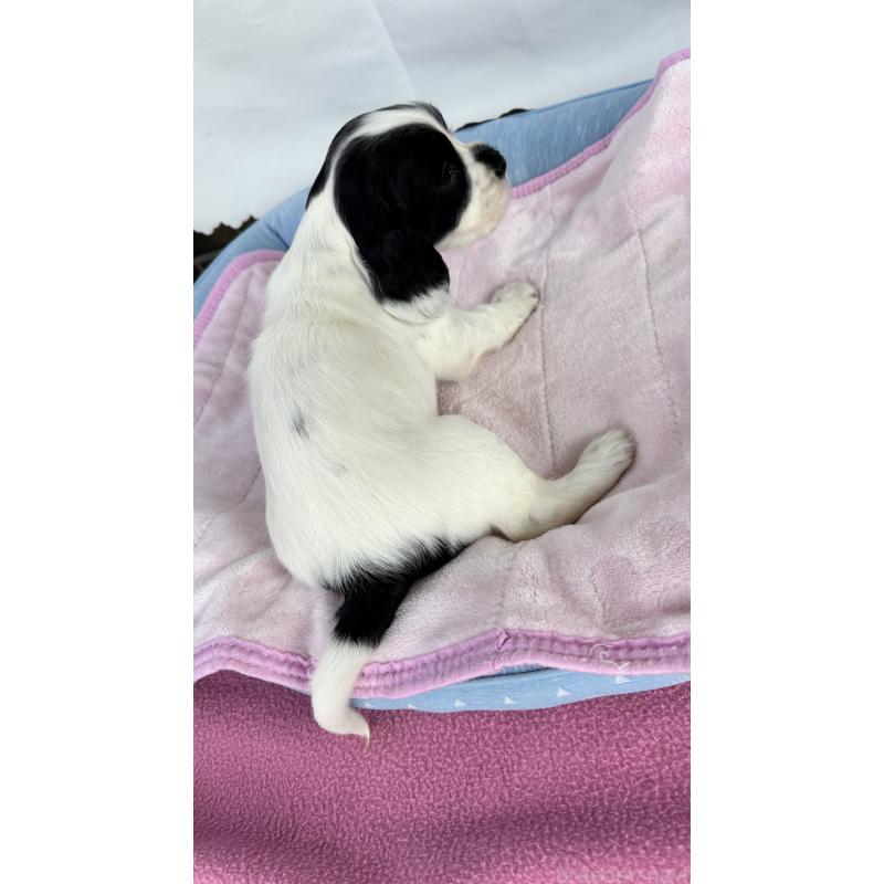 販売中の茨城県のイングリッシュコッカースパニエル-442829の3枚目