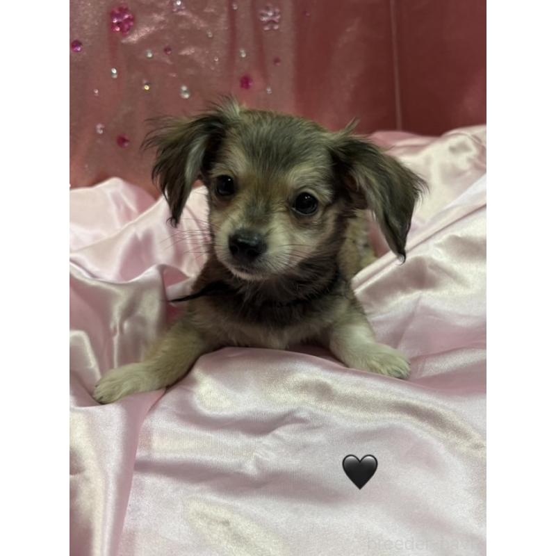 販売中の愛知県のチワックス:チワワ×ミニチュアダックスフンド-430981の16枚目