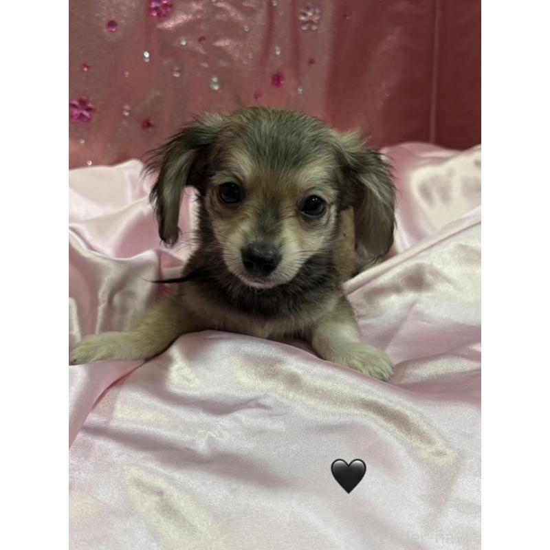 販売中の愛知県のチワックス:チワワ×ミニチュアダックスフンド-430981の15枚目