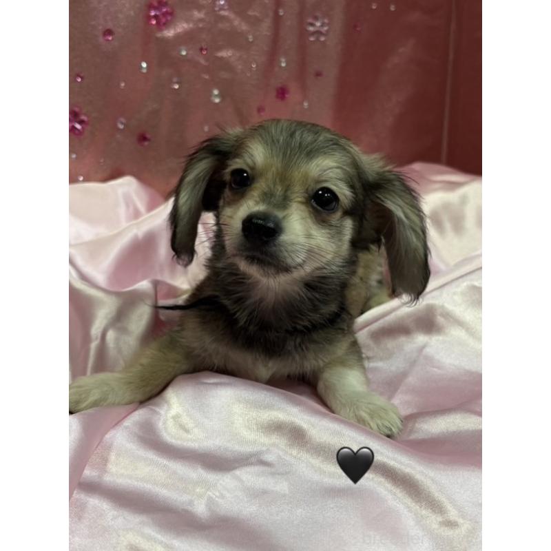 販売中の愛知県のチワックス:チワワ×ミニチュアダックスフンド-430981の14枚目