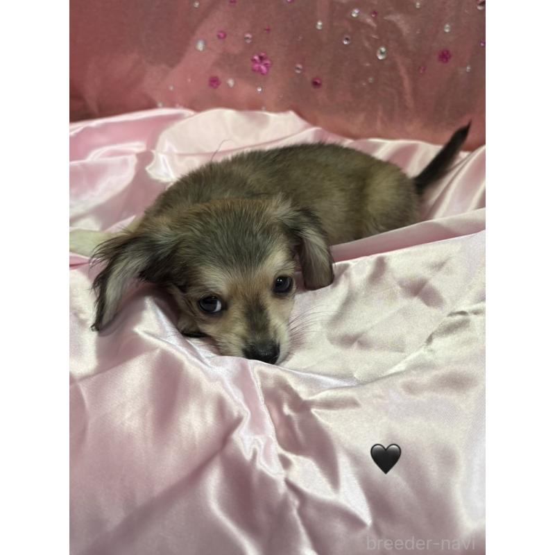 販売中の愛知県のチワックス:チワワ×ミニチュアダックスフンド-430981の13枚目