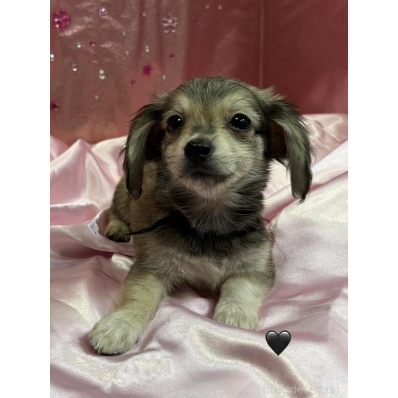 販売中の愛知県のチワックス:チワワ×ミニチュアダックスフンド-430981の12枚目