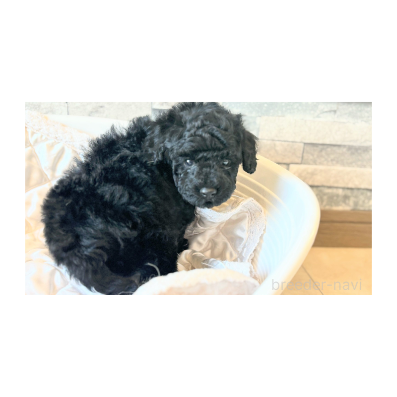 販売中の埼玉県のトイプードル-442830の10枚目