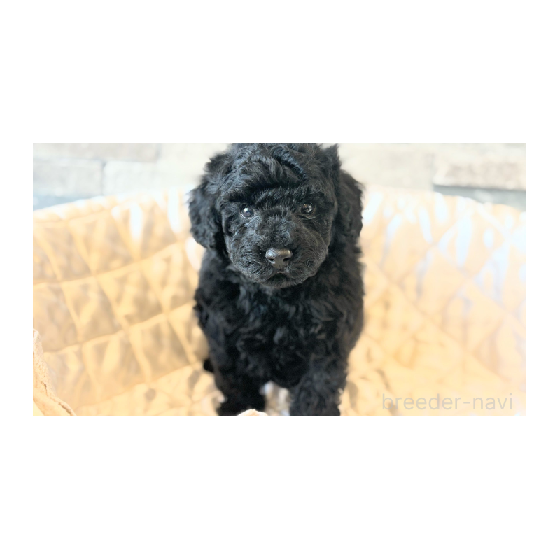 販売中の埼玉県のトイプードル-442830の9枚目