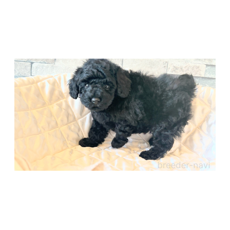 販売中の埼玉県のトイプードル-442830の7枚目