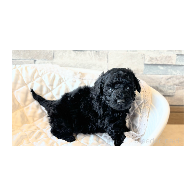 販売中の埼玉県のトイプードル-442830の4枚目