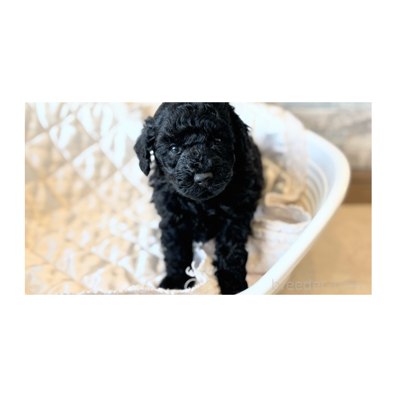 販売中の埼玉県のトイプードル-442830の5枚目