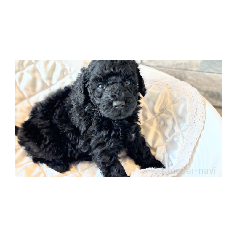 販売中の埼玉県のトイプードル-442830の3枚目