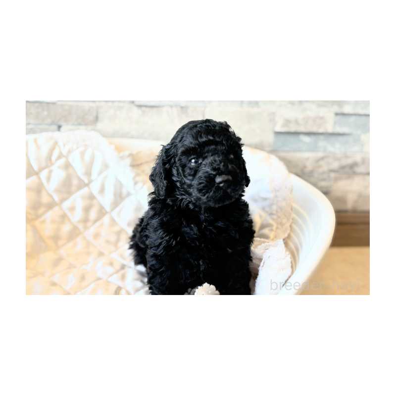 販売中の埼玉県のトイプードル-442830の2枚目