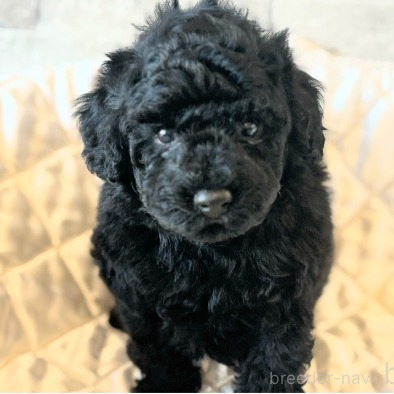 販売中の埼玉県のトイプードル-442830の1枚目