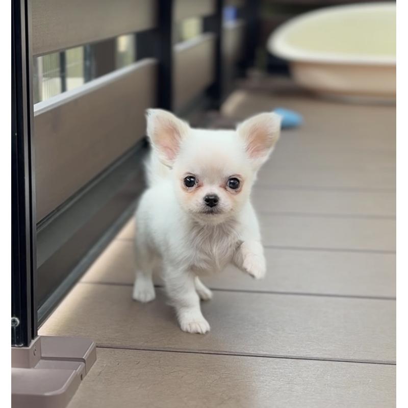 販売中の岡山県のチワワ(ロングコート)-438777の12枚目