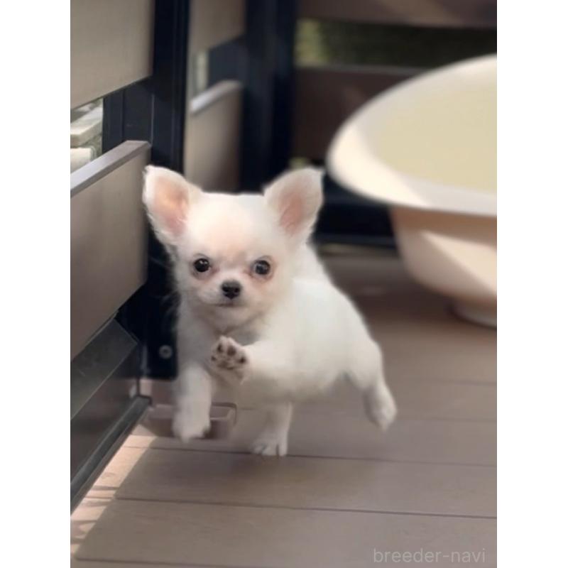 販売中の岡山県のチワワ(ロングコート)-438777の11枚目