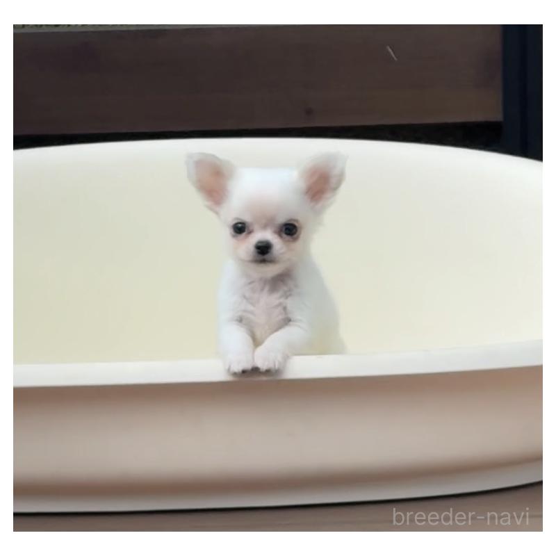 販売中の岡山県のチワワ(ロングコート)-438777の9枚目