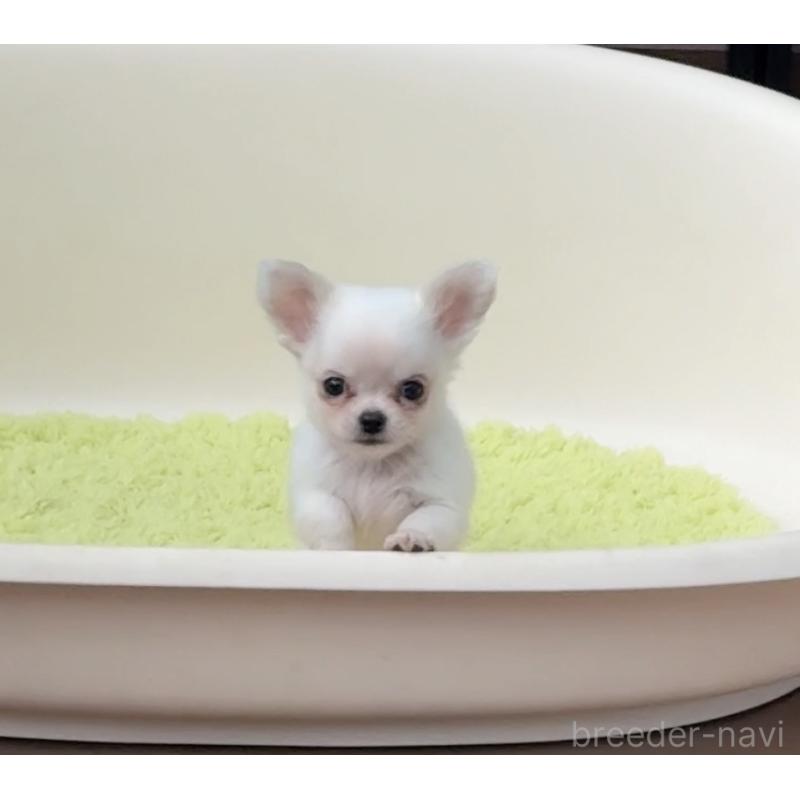 販売中の岡山県のチワワ(ロングコート)-438777の8枚目