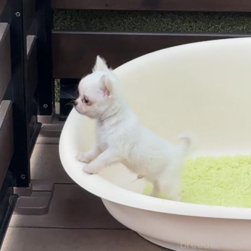 販売中の岡山県のチワワ(ロングコート)-438777の7枚目