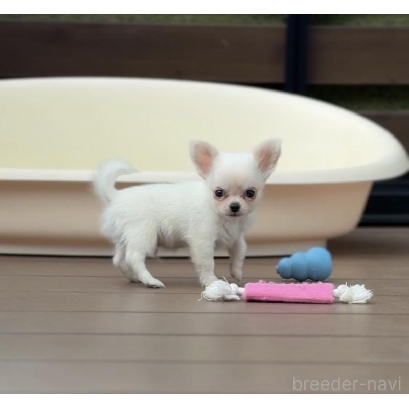 販売中の岡山県のチワワ(ロングコート)-438777の6枚目