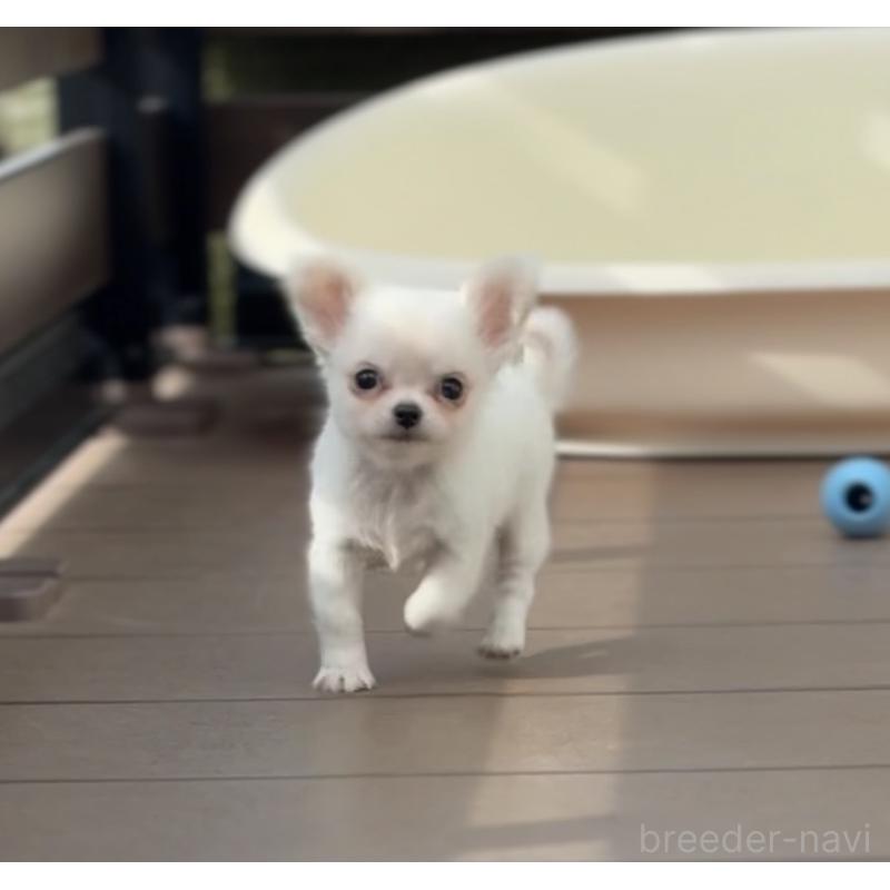 販売中の岡山県のチワワ(ロングコート)-438777の5枚目